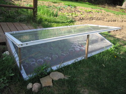 Cold-Frame-1.JPG